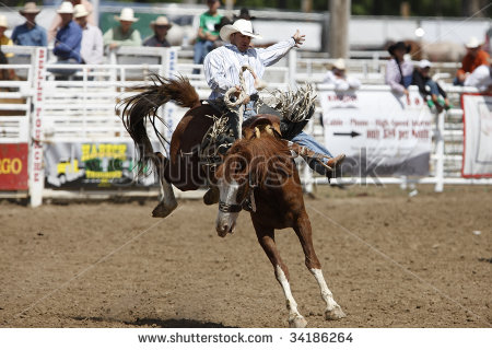 Bucking Bronco Stock Photos Images   Pictures   Shutterstock