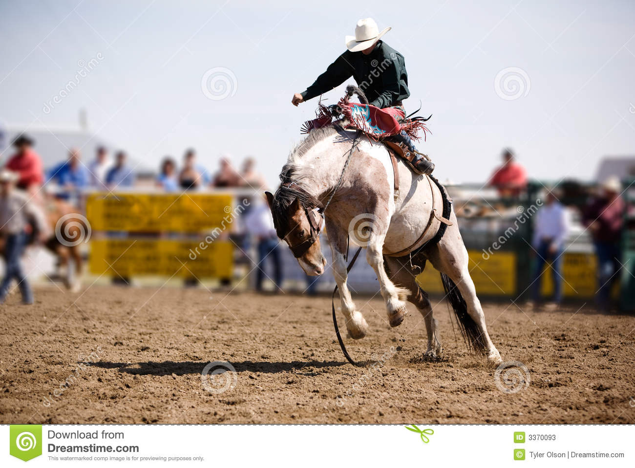 Saddle Bronc Stock Photos   Image  3370093