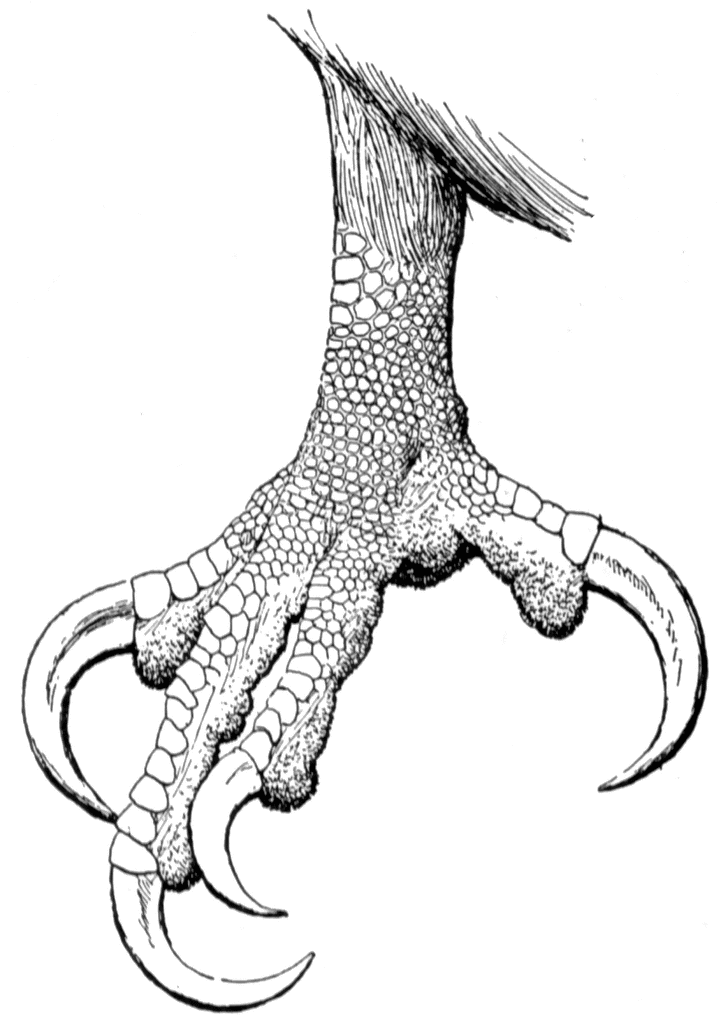 Claw Of A Bald Eagle   Clipart Etc