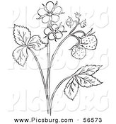 Flower Plant Coloring Page Outline Of A Bachelors Buttons Flower Plant