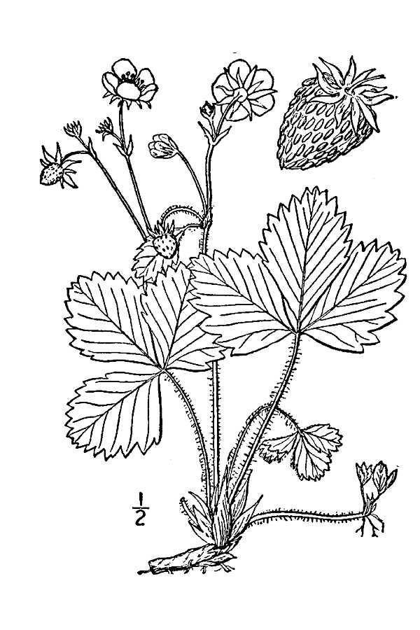 Strawberry Plant Drawing Large Line Drawing Of Fragaria