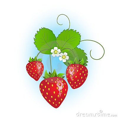 Strawberry Plant With Ripe Strawberries And Flowers On Blue Background    