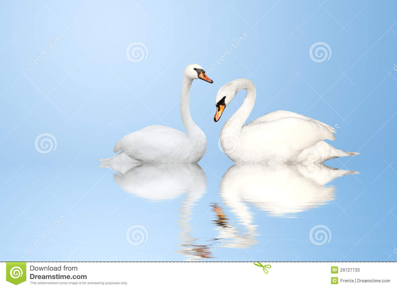 Two Swans Stock Photos   Image  29727733