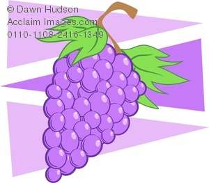 Clipart Image Of A Bunch Of Black Grapes   Acclaim Stock Photography