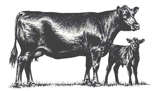 Cow And Calf   A Cow Calf Pair Witha Smaller Calf