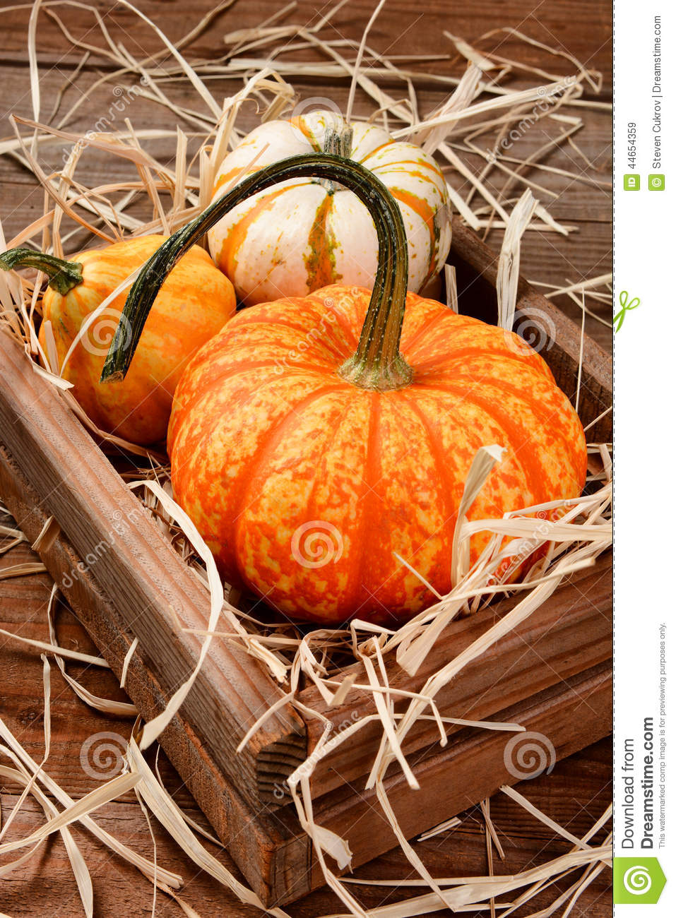 Decorative Pumpkins And Gourds Stock Photo   Image  44654359