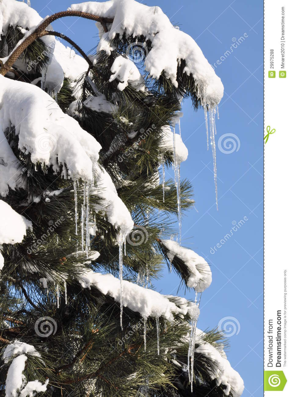 Icicles And Snow On Pine Tree The End Of Winter Royalty Free Stock
