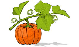 Pumpkin Stock Vectors Illustrations   Clipart