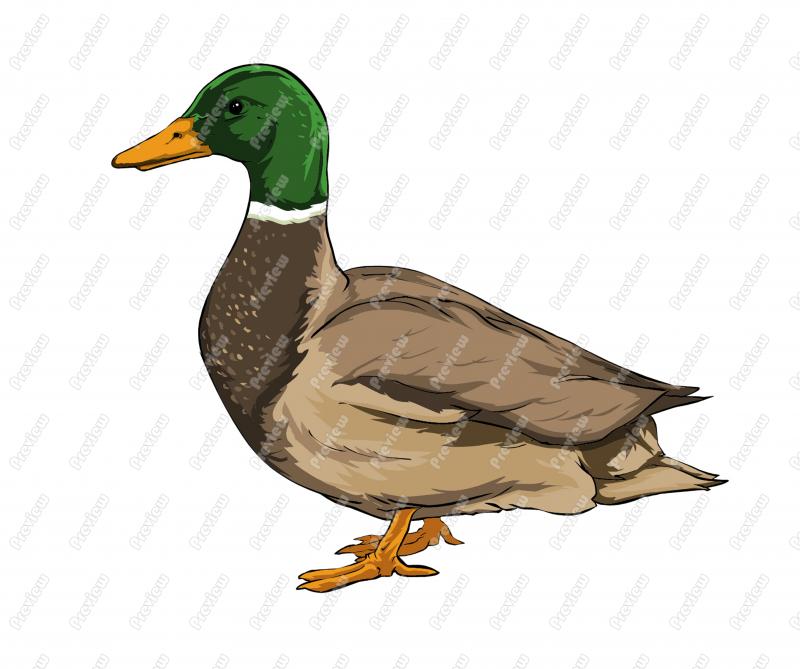 Mallard Duck Clip Art   Royalty Free Clipart   Vector Cartoon Drawing