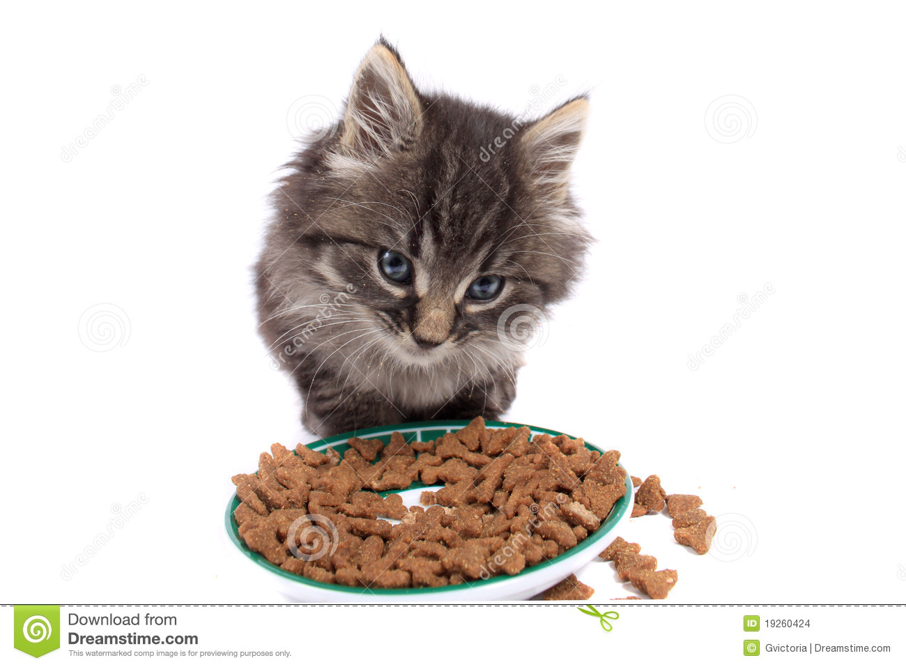 Cat Eating Clipart Kitten Eating Hard Food