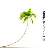 Palm Tree   A Photography Of A Curved Isolated Palm Tree