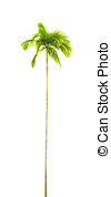 Palm Tree   A Photography Of A Curved Isolated Palm Tree