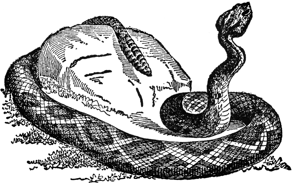Rattlesnake   Clipart Etc