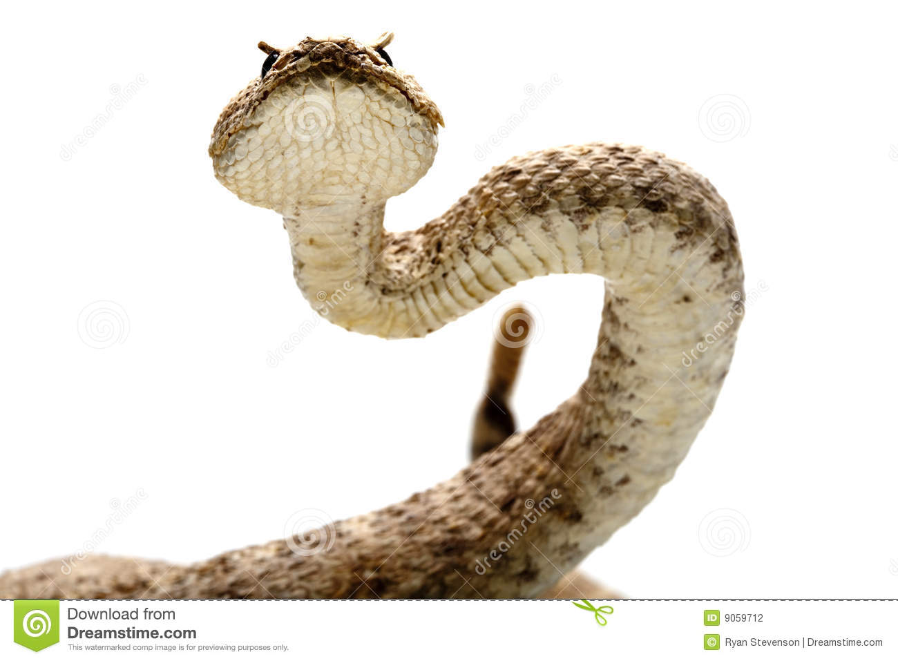 Rattlesnake Clipart Rattlesnake