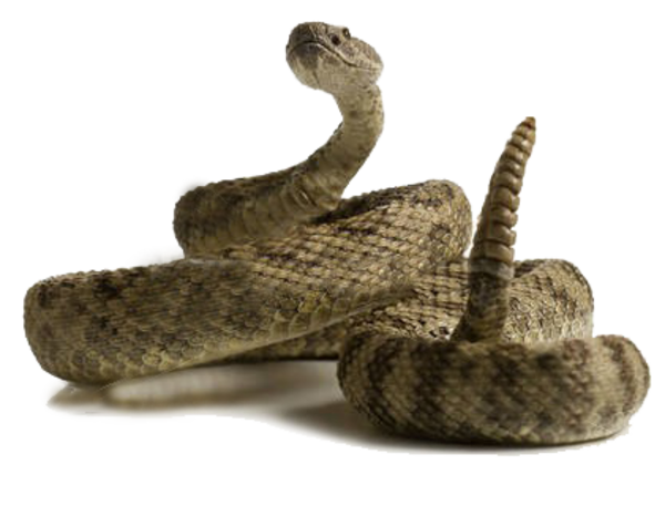 Rattlesnake   Free Images At Clker Com   Vector Clip Art Online