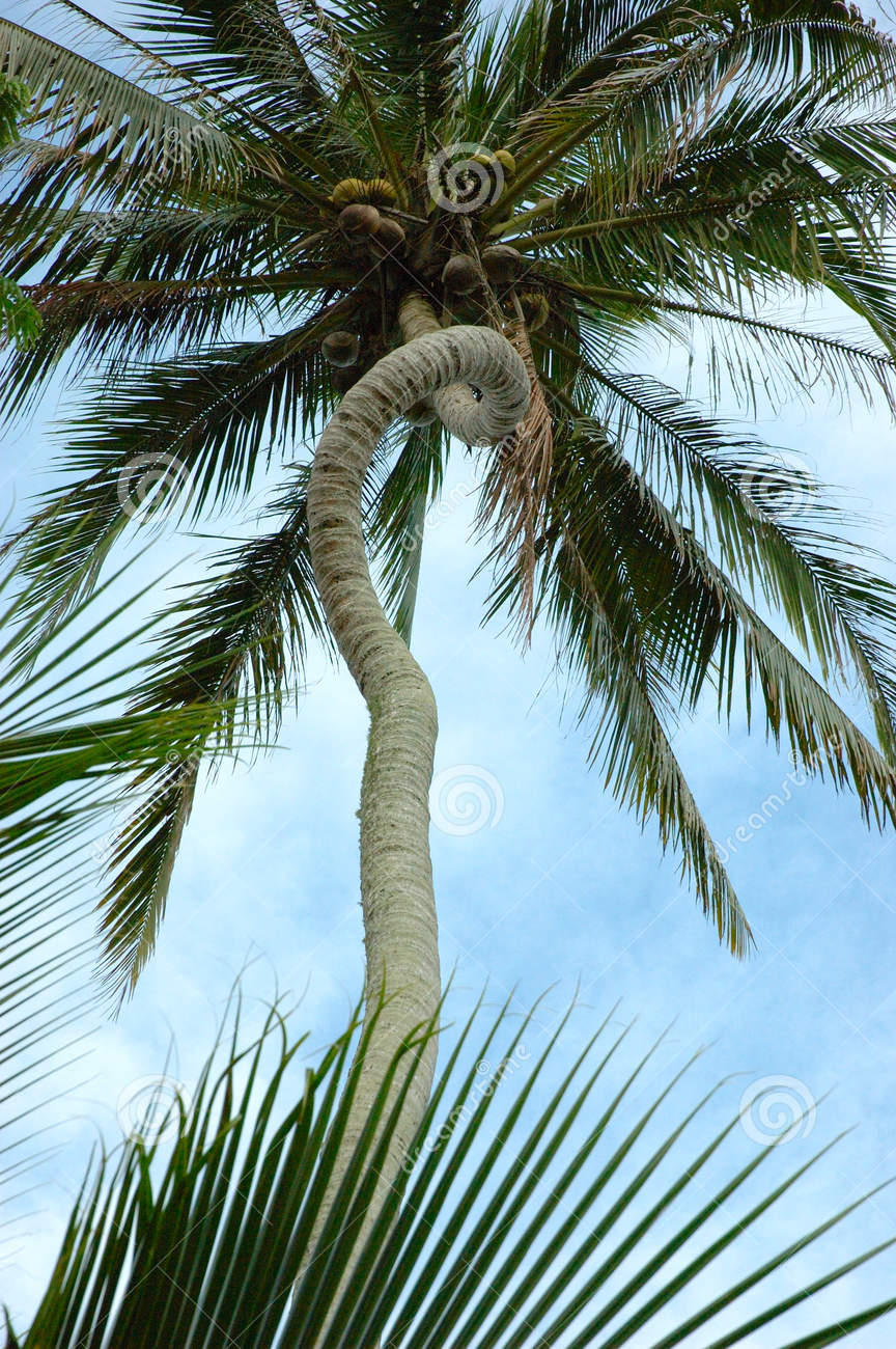 Unique Curved Palm Tree Trunk Stock Photos   Image  1415183