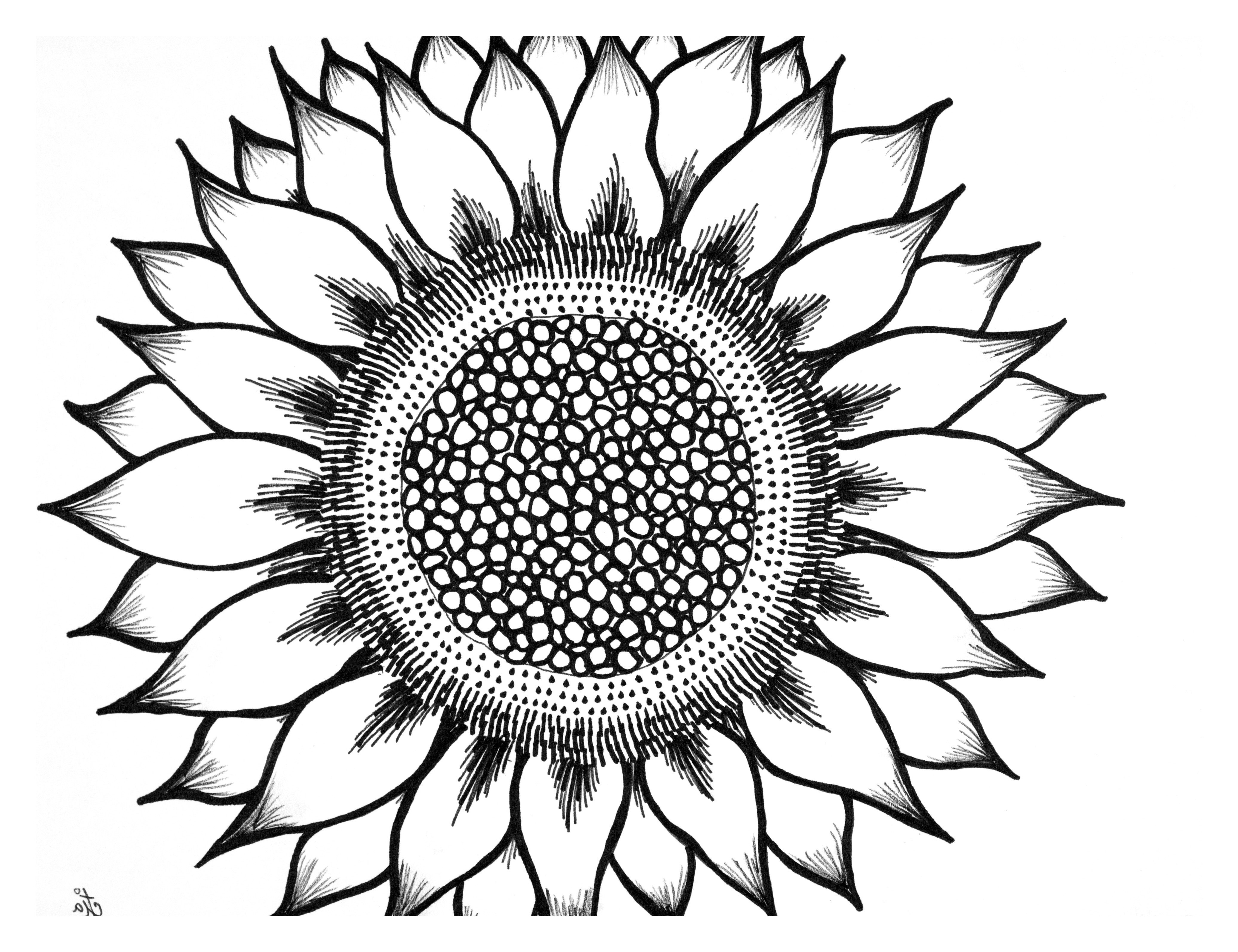 And White Sunflower Drawing   Clipart Panda   Free Clipart Images