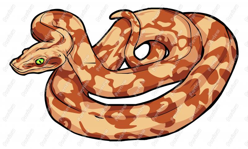 Boa Constrictor Character Clip Art   Royalty Free Clipart   Vector