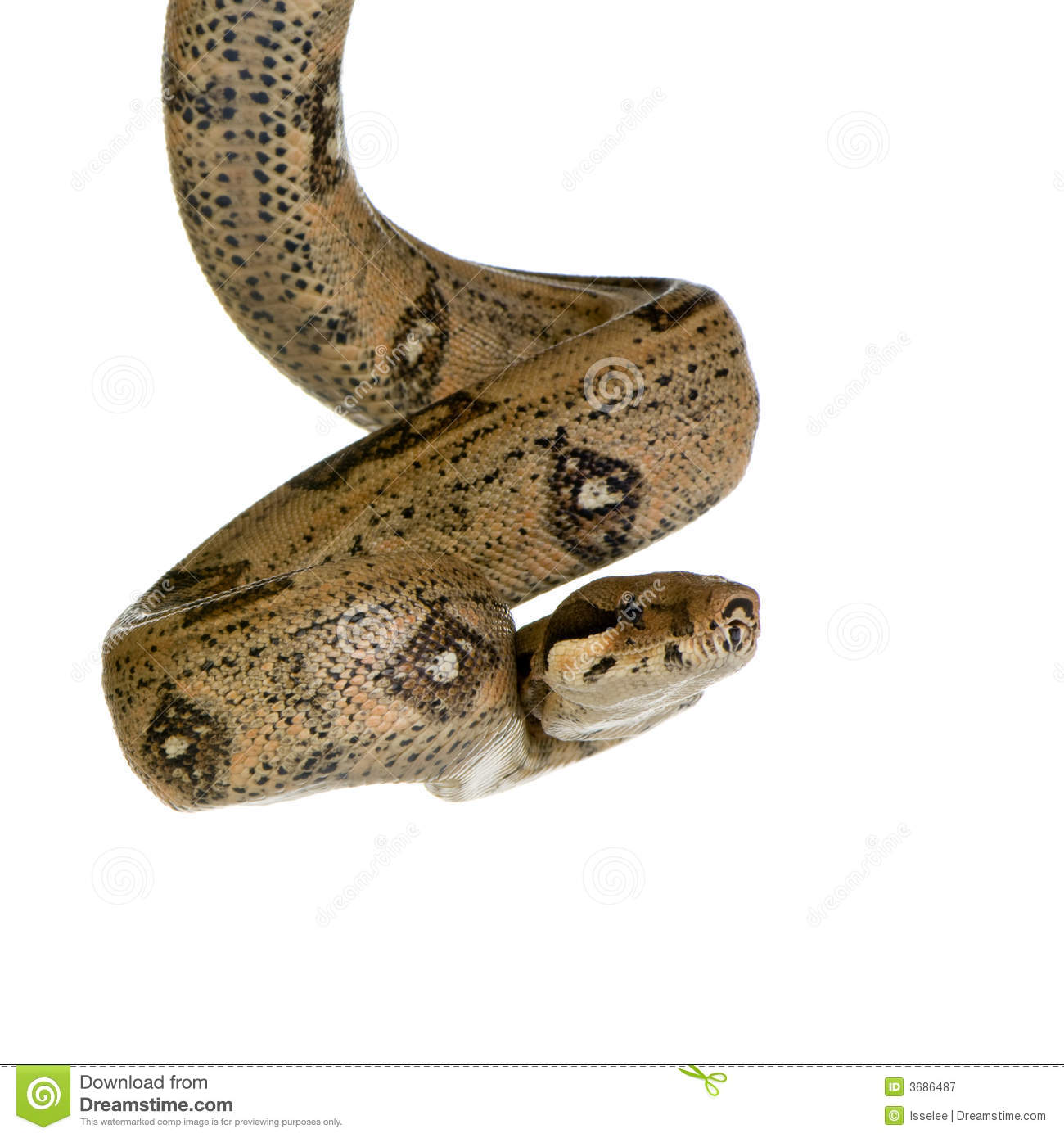 Boa Constrictor In Front Of A White Background