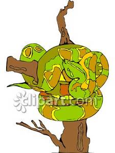 Boa Constrictor On A Tree Branch   Royalty Free Clipart Picture
