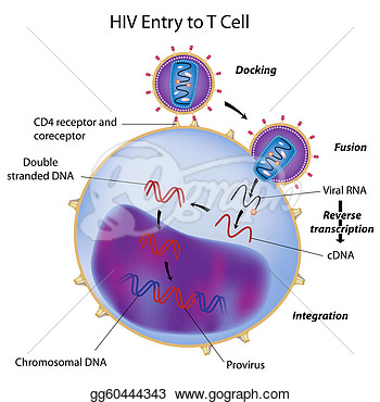 Clip Art   Hiv Entry To T Cell  Stock Illustration Gg60444343