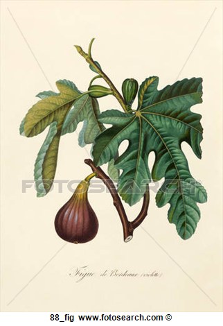 Clipart Fig Tree Clip Art Of Antique Botanical Illustration Of A Fig