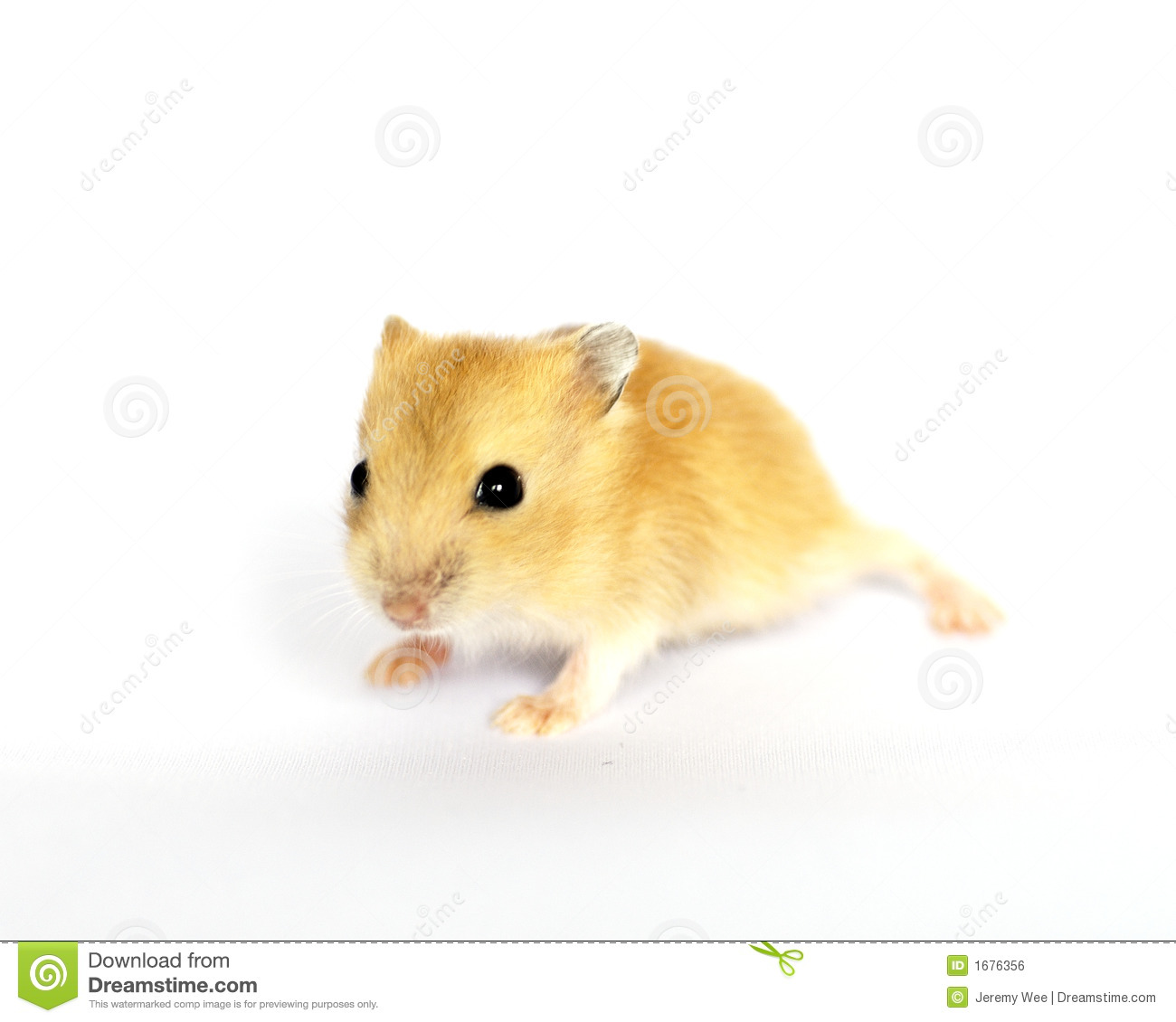Cute Baby Hamster Royalty Free Stock Image   Image  1676356