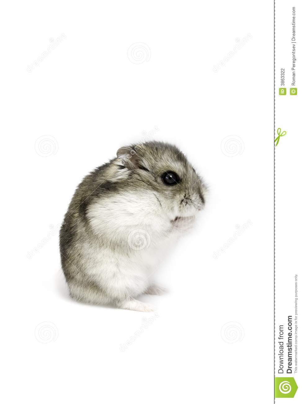 Dwarf Hamster Stock Photography   Image  3863322