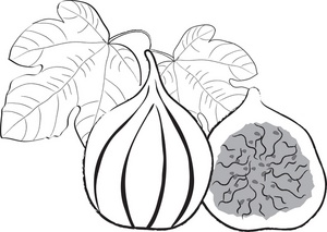 Fig Tree Clip Art Http   Www Foodclipart Com Food Clipart Images