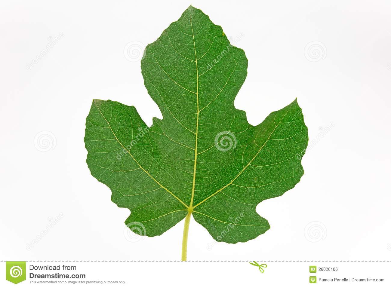 Fig Tree Clipart Fig Leaf On White Background