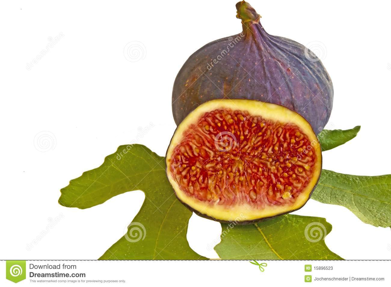 Fig Tree Clipart