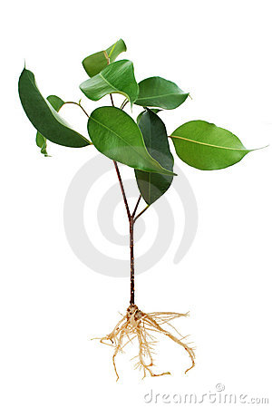 Fig Tree Seedl