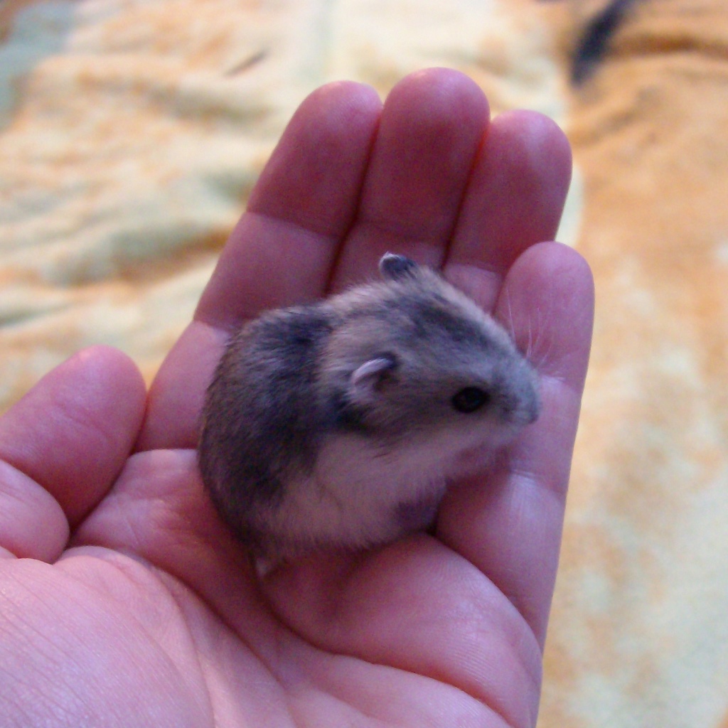 Really Cute Baby Hamsters   World Photo Collection   B Id Com Server    