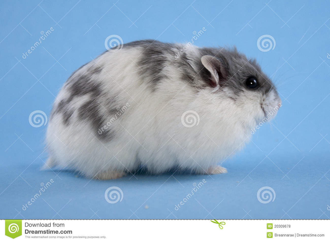 Spotted Blue Dwarf Hamster On A Blue Seamless Background 