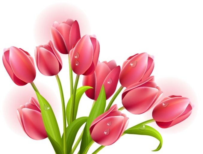 Tulip Bouquet Clipart