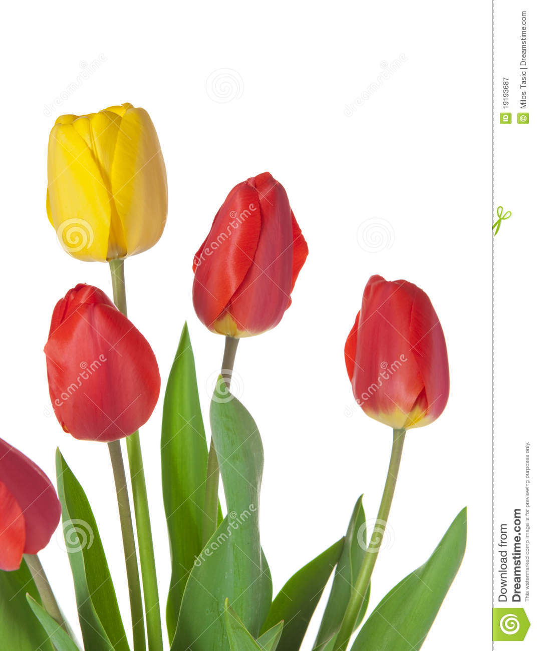 Tulip Bouquet Royalty Free Stock Photography   Image  19193687