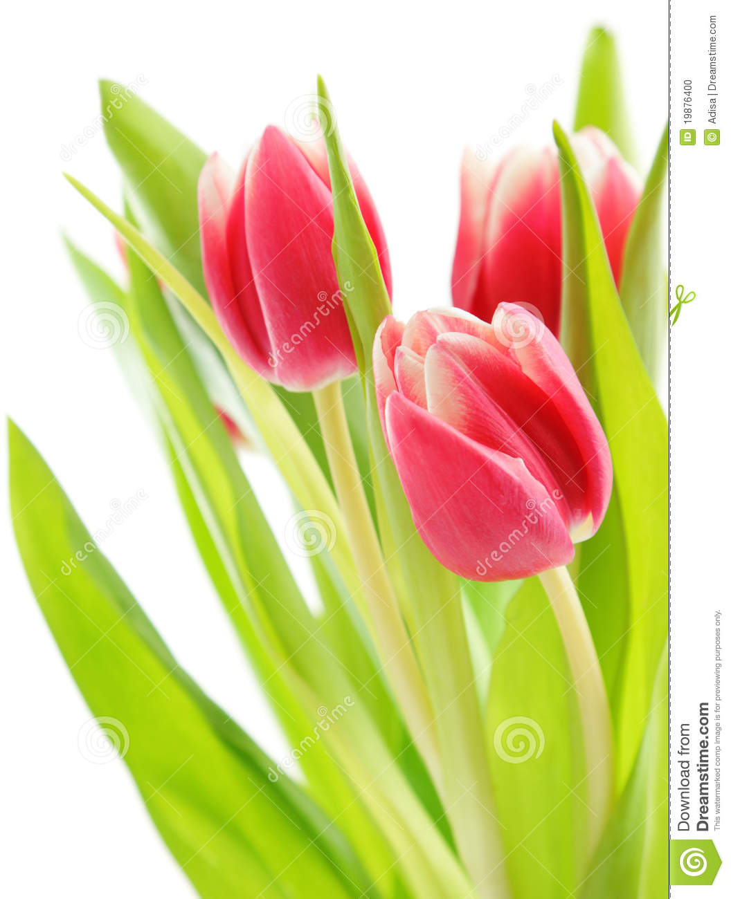 Tulip Bouquet Stock Photo   Image  19876400
