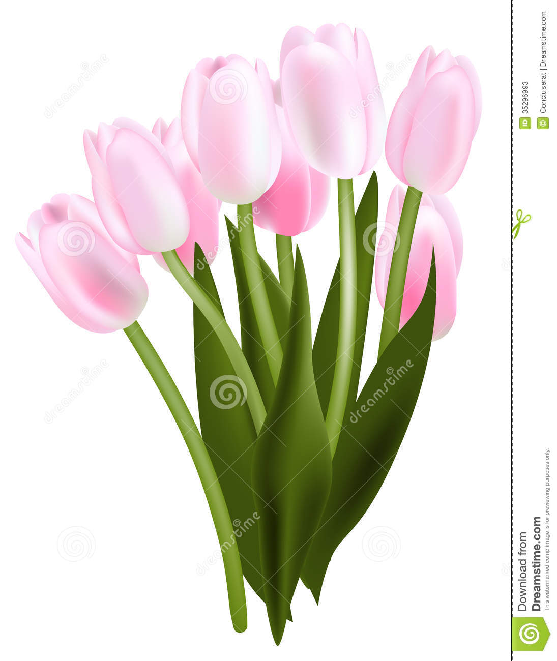 Tulip Bouquet Stock Photos   Image  35296993