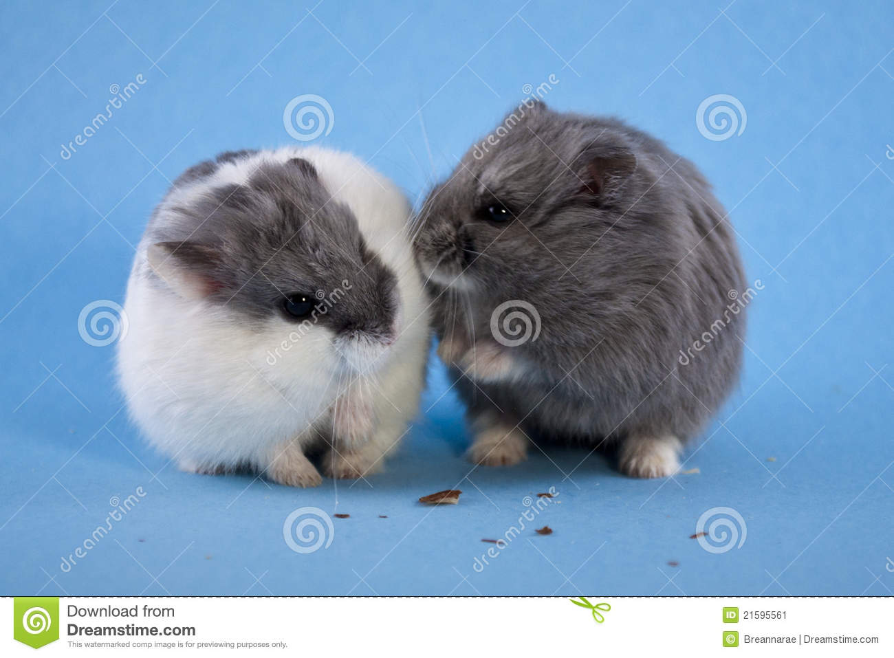 Two Spotted Blue Dwarf Hamster On A Blue Seamless Background 