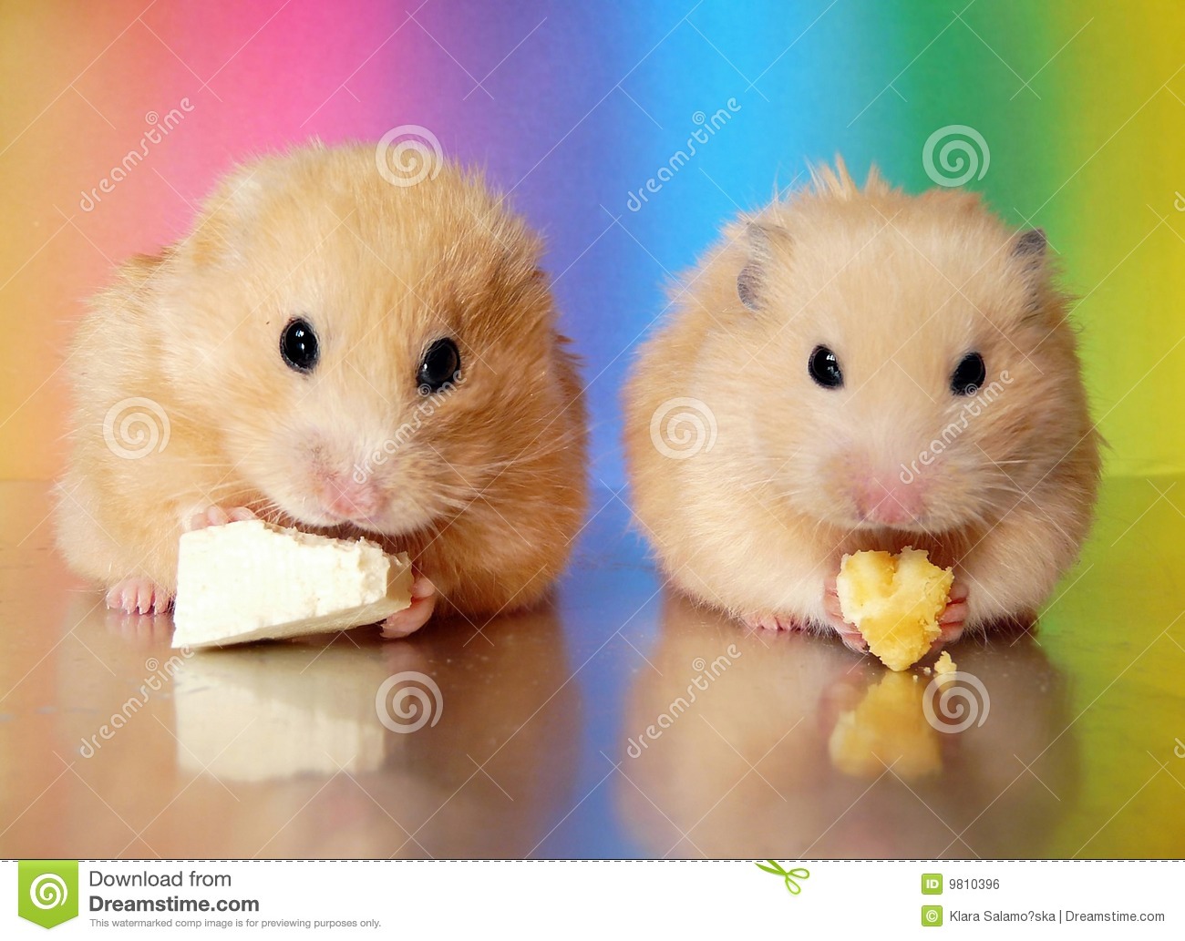 Two Syrian Hamsters Eating Dinner Together Royalty Free Stock Image    