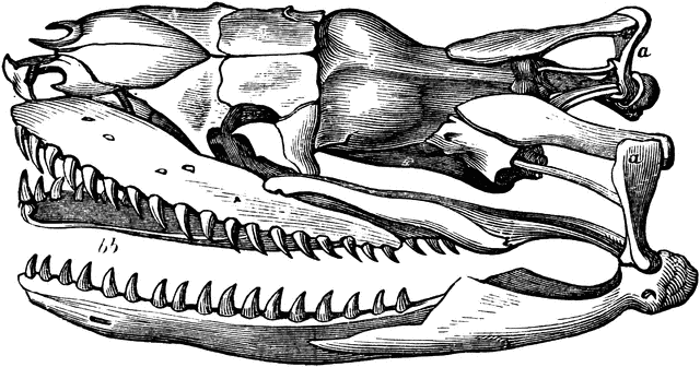 Boa Constrictor Skull   Clipart Etc