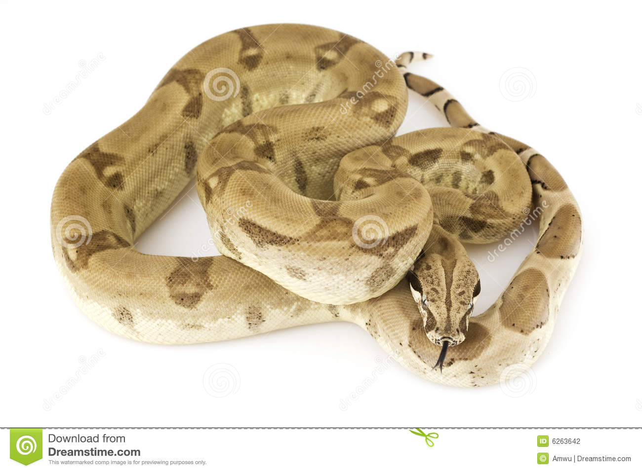 Boa Constrictor Stock Photography   Image  6263642
