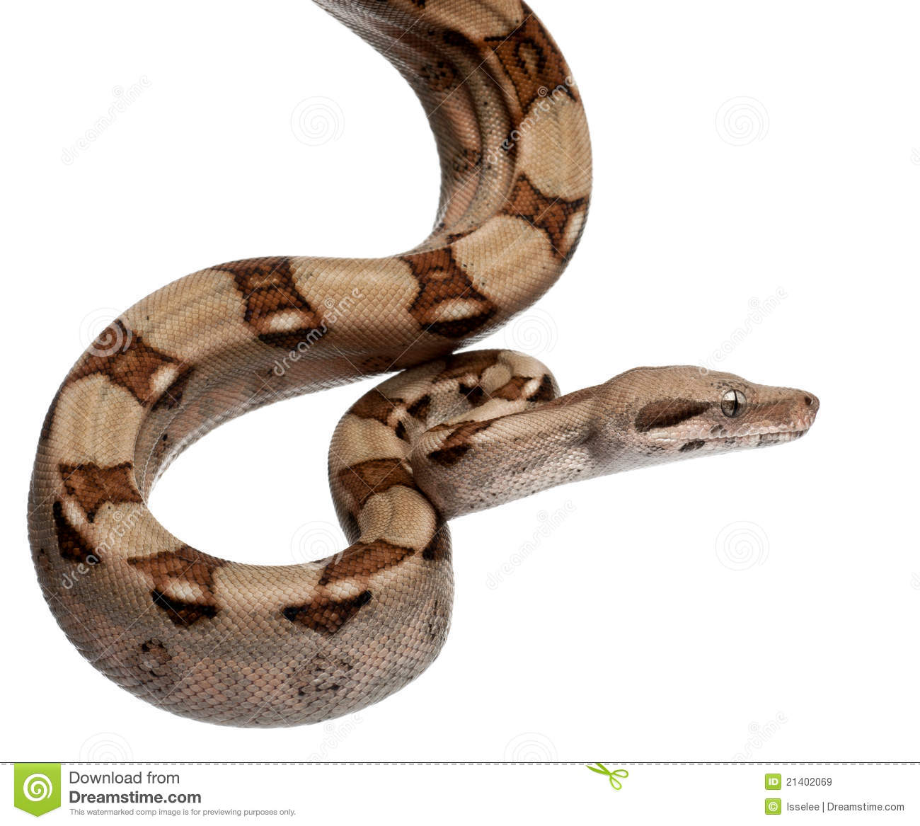 Salmon Boa Constrictor Boa Constrictor 2 Months Old In Front Of