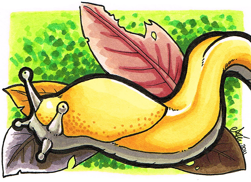 Banana Slug Cartoon More Like Banana Slug By