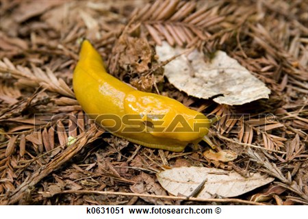 Banana Slug Clipart A Pacific Banana Slug