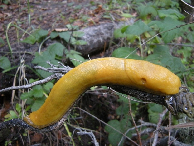 Banana Slug Clipart Banana Slug
