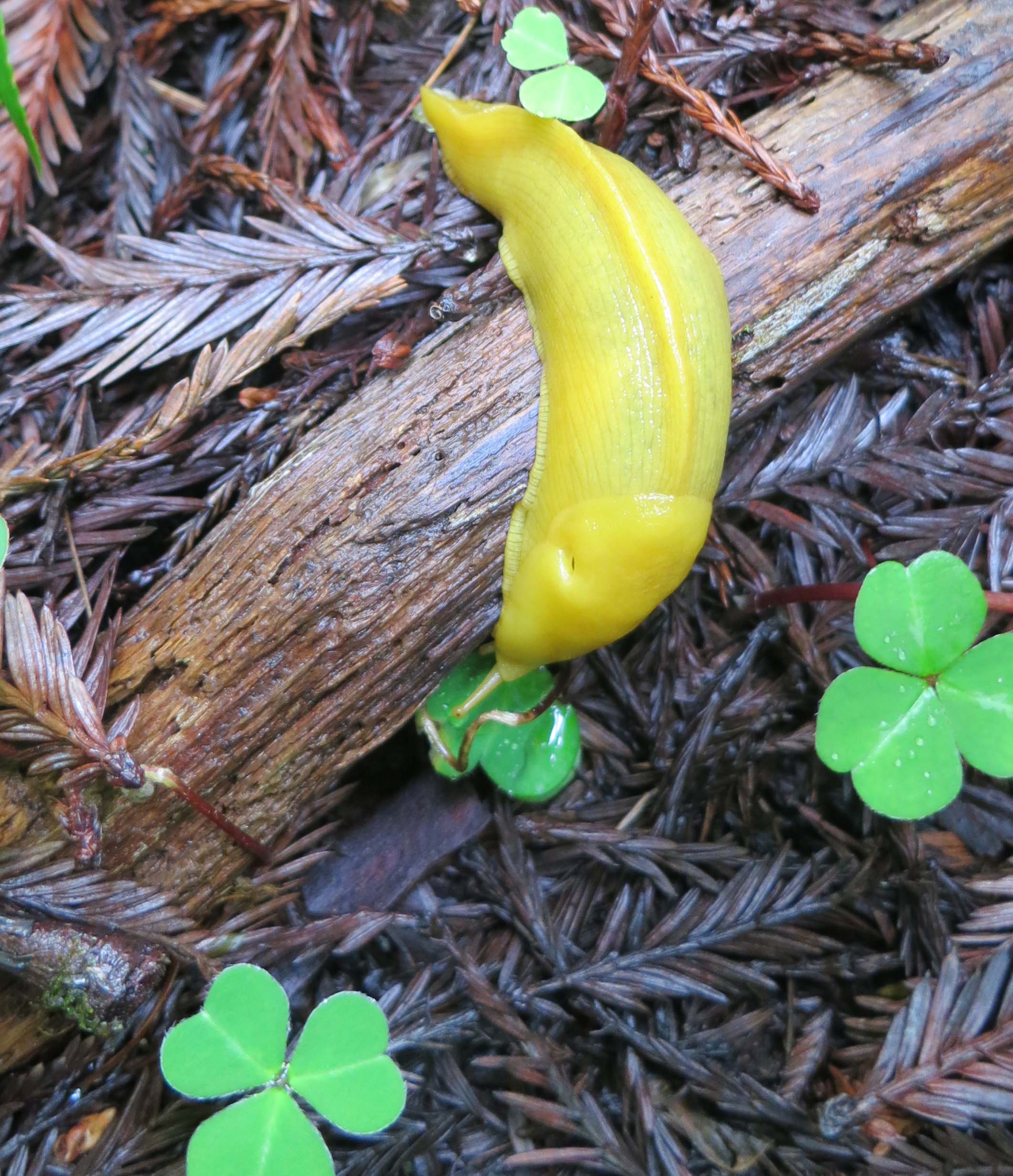 Banana Slug Clipart Banana Slug At Redwoods