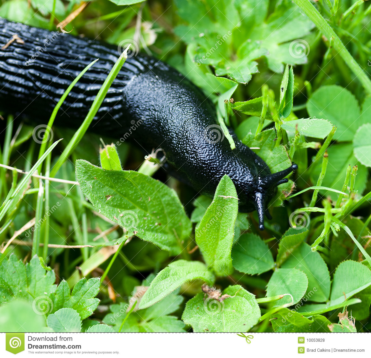Banana Slug Clipart Black Banana Slug Sliding