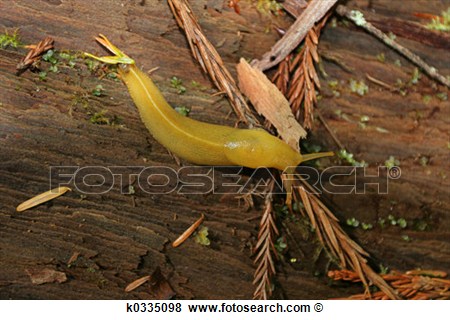 Banana Slug Clipart Picture Banana Slug