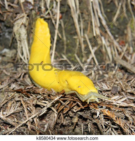 Banana Slug Clipart Stock Photo Banana Slug